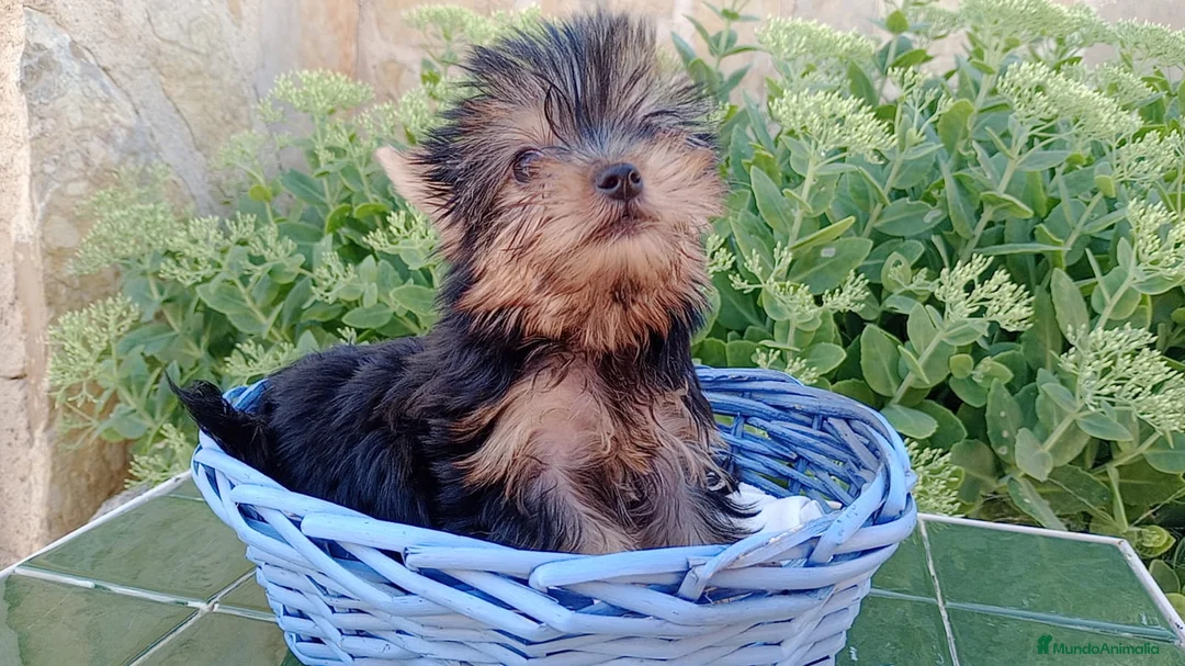 Yorkshire Terrier perros en venta: yorkshire terrier - Anuncio 2