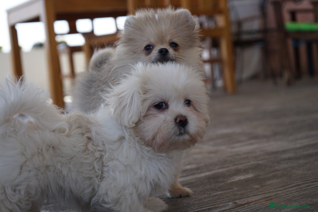 Maltipoo perros en venta: 🐾 Snow, Paco y Manolo – Maltipoo especiales 🐾 - Imagen 4