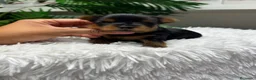 Yorkshire Terrier perros en venta: YORKSHIRE TERRIER - Anuncio 1