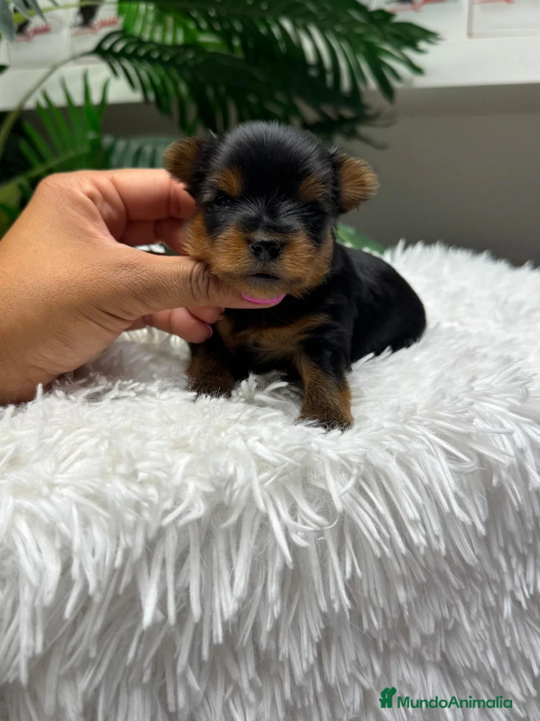 Yorkshire Terrier perros en venta: YORKSHIRE TERRIER - Anuncio 1