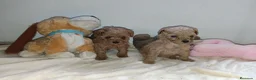 Caniche Toy perros en venta: Caniche toy - Anuncio 2