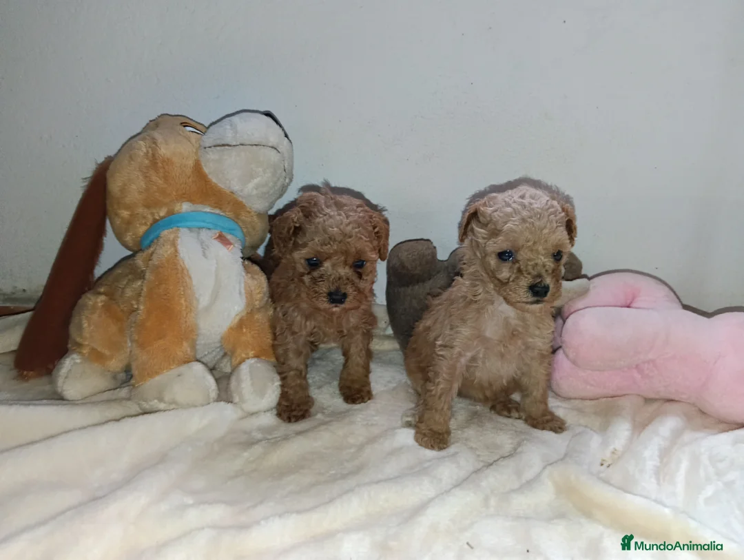 Caniche Toy perros en venta: Caniche toy - Anuncio 2