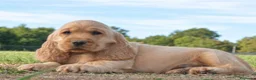 Cocker Spaniel Inglés perros en venta: CRIADERO DE COCKER EN CATALUÑA  - Anuncio 3