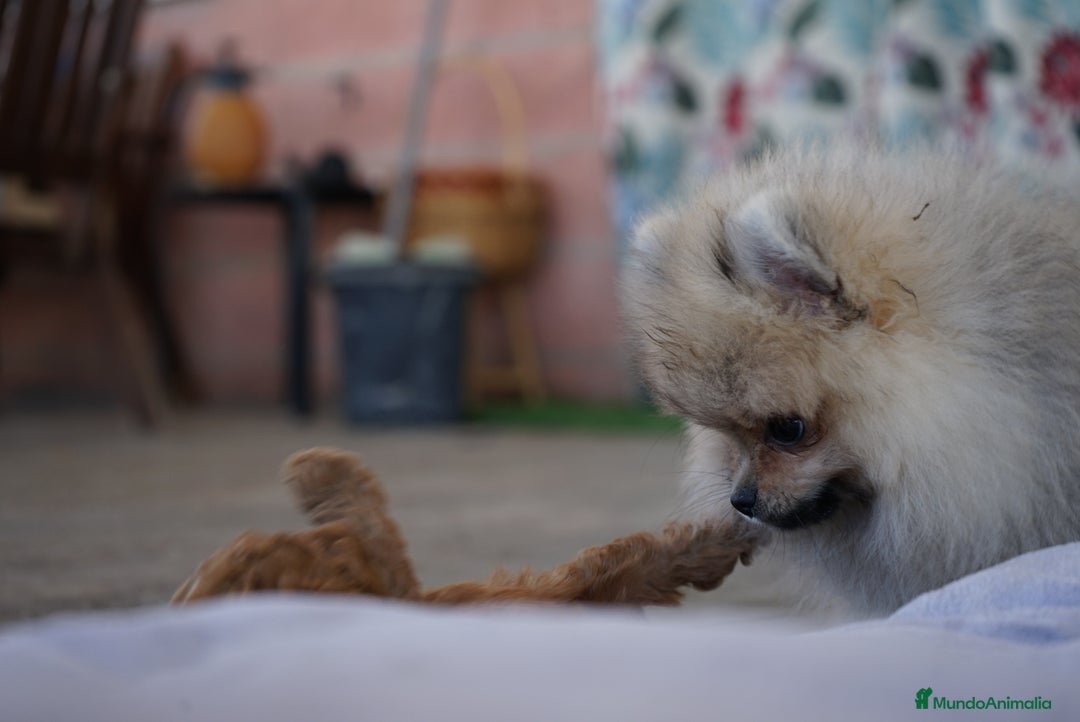 Pomerania perros en venta: 🐾 Sparky – Pomerania marrón mini toy 🍂 - Imagen 10