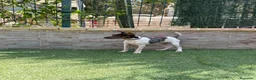 Gos Rater Valencià perros en venta: Cachorra ratonera merle  - Anuncio 7
