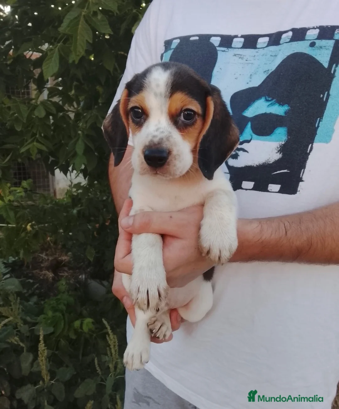 Beagle perros en venta: Beagle disponibles🐶🐾🔥 - Anuncio 1