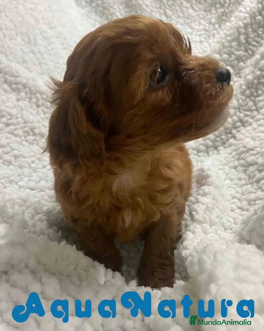 Havapoo perros en venta:  Havapoo Hembra 3 de Haya y Can AQUANATURA - Anuncio 5