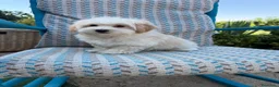 Maltipoo perros en venta: Maltipoo machos fotos actuales !!! - Anuncio 2