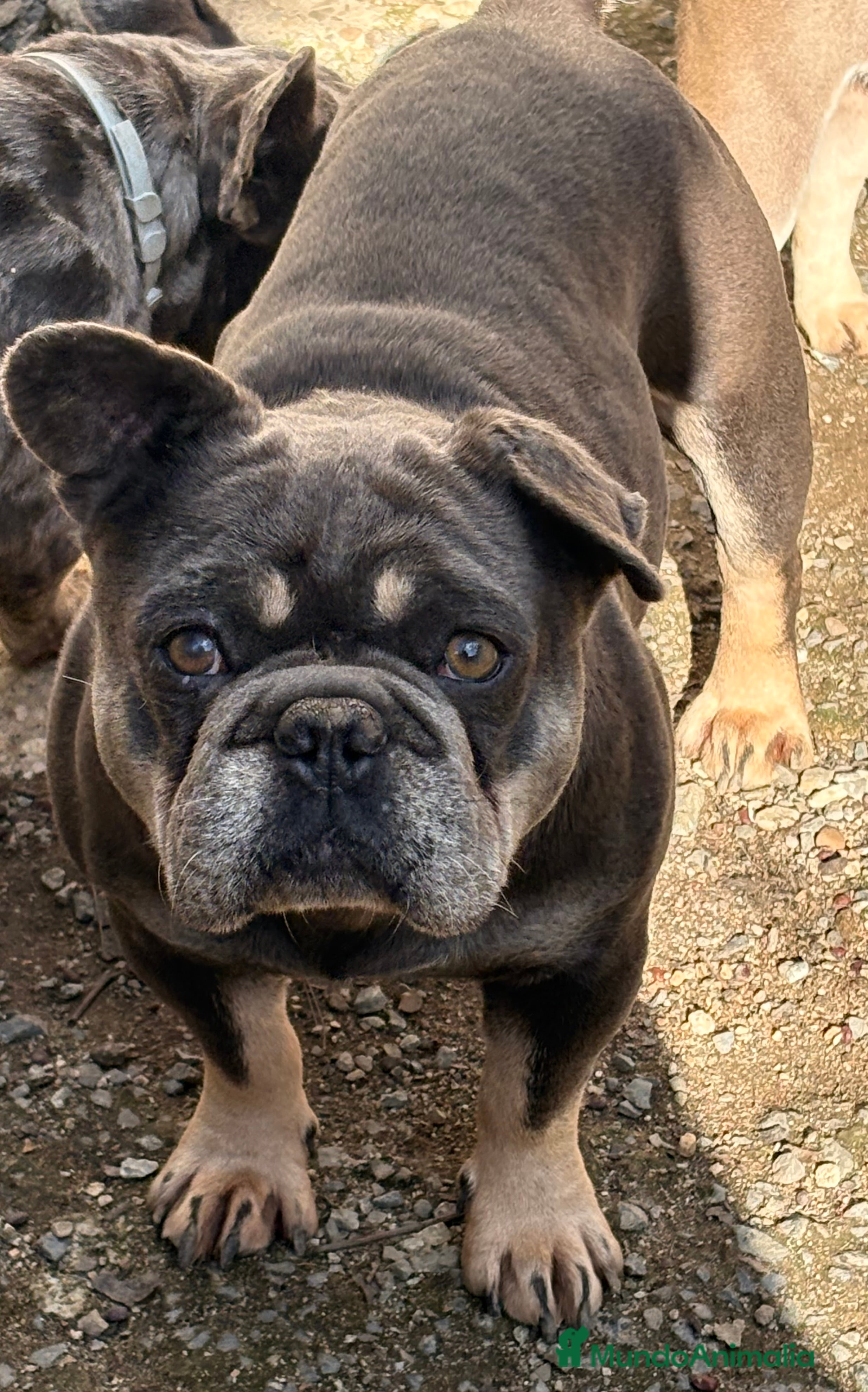 Bulldog Francés perros Bulldog francés en adopción  - Anuncio 1