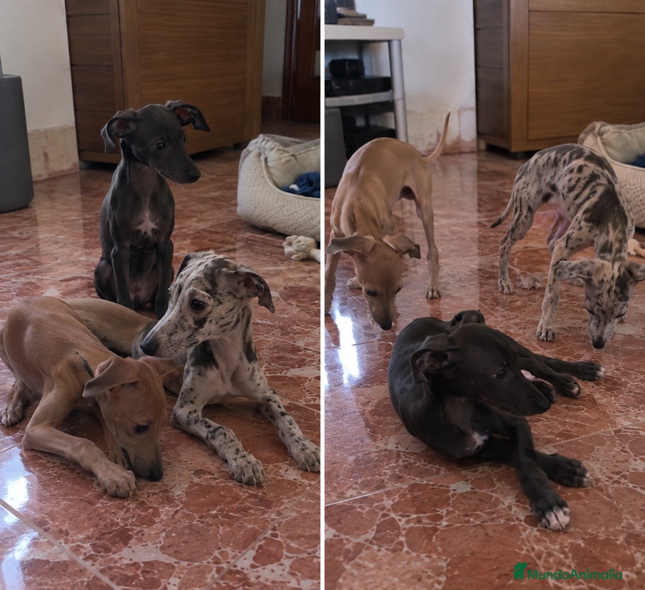 Pequeño Lebrel Italiano perros LEBREL ITALIANO , TODA ESPAÑA  - Anuncio 1