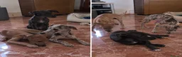 Pequeño Lebrel Italiano perros en venta: LEBREL ITALIANO , TODA ESPAÑA  - Anuncio 1