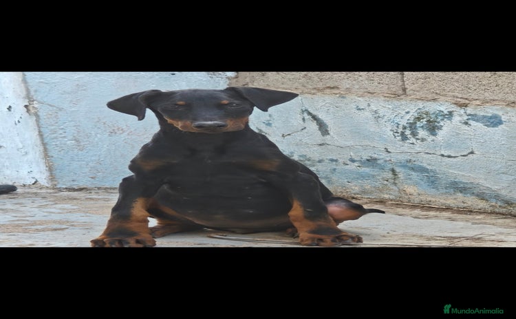 Dobermann perros - Propaganda 2