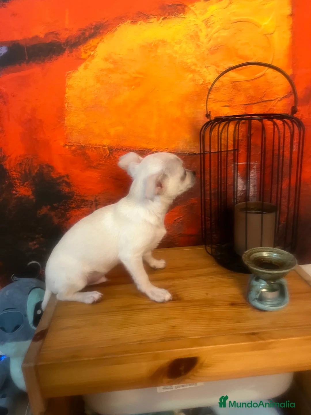 Chihuahua perros en venta: Chihuhua mini  en Barcelona - Anuncio 4