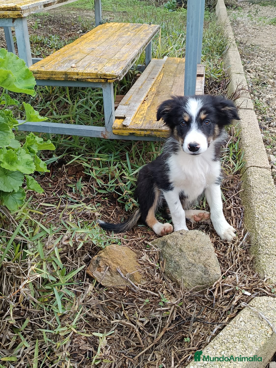 Border Collie perros Border collie  - Anuncio 13