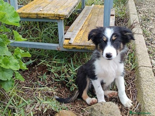 Border Collie perros Border collie - Anuncio 27