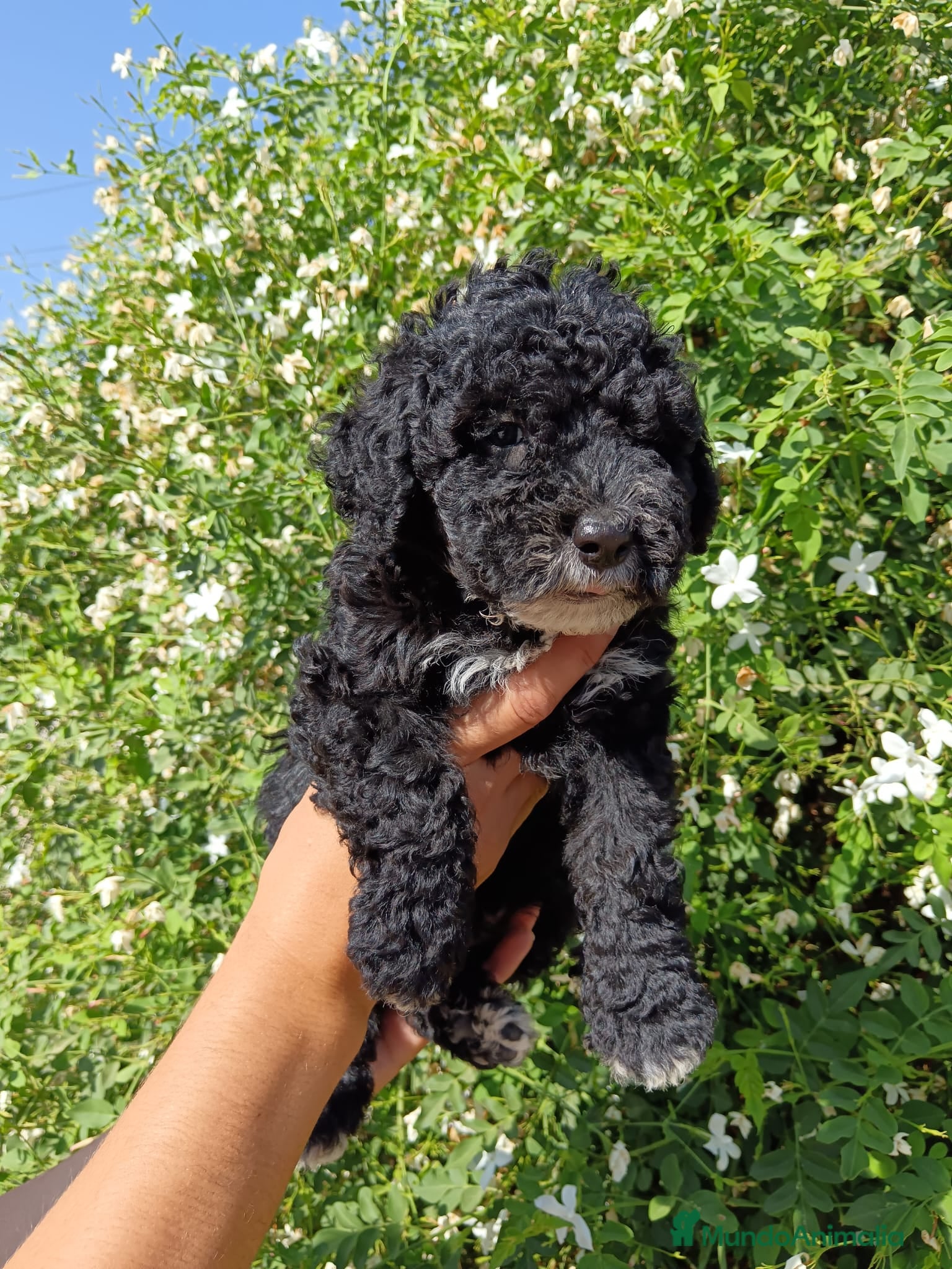 Perro de Agua Español perros Disponible Perros de agua Español - Anuncio 1