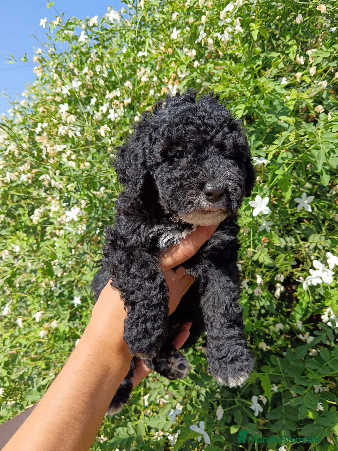 Perro de Agua Español perros en venta: Disponible Perros de agua Español - Anuncio 1