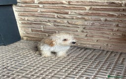 Caniche Toy perros en venta: 2 machitos caniche toy - Imagen 3