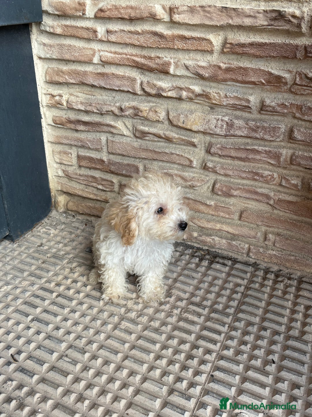 Caniche Toy perros en venta: 2 machitos caniche toy - Imagen 3