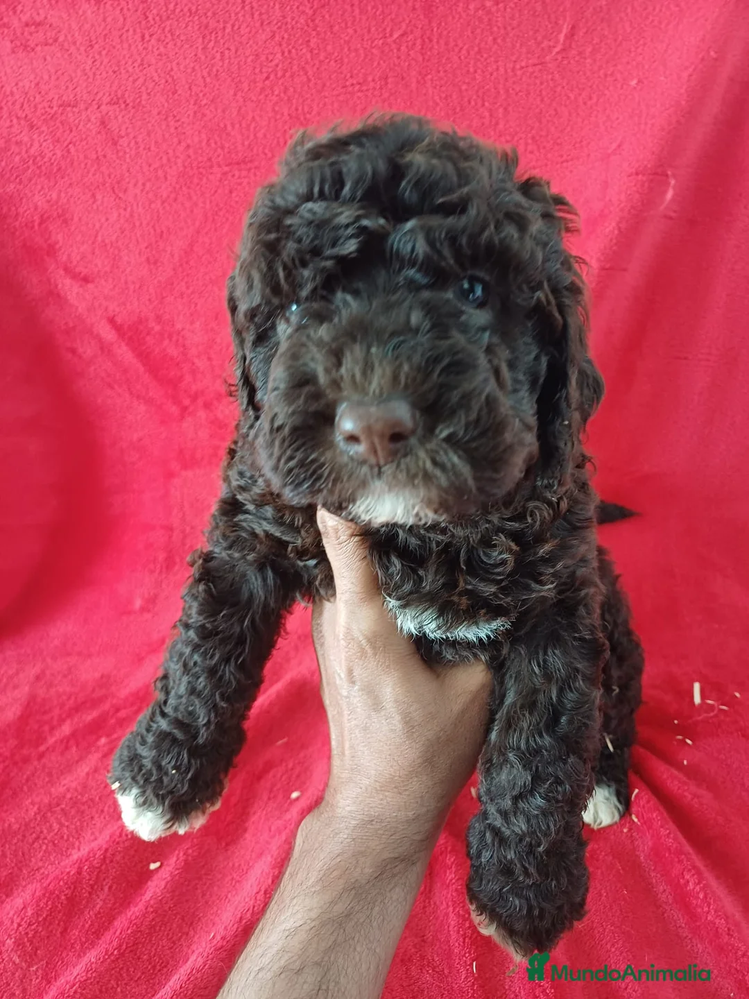 Perro de Agua Español perros en venta: Perro de Agua Español  - Anuncio 2