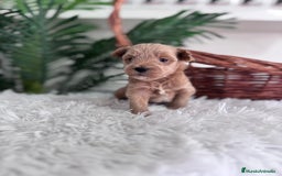 Maltipoo perros en venta: MALTIPOO - Imagen 14