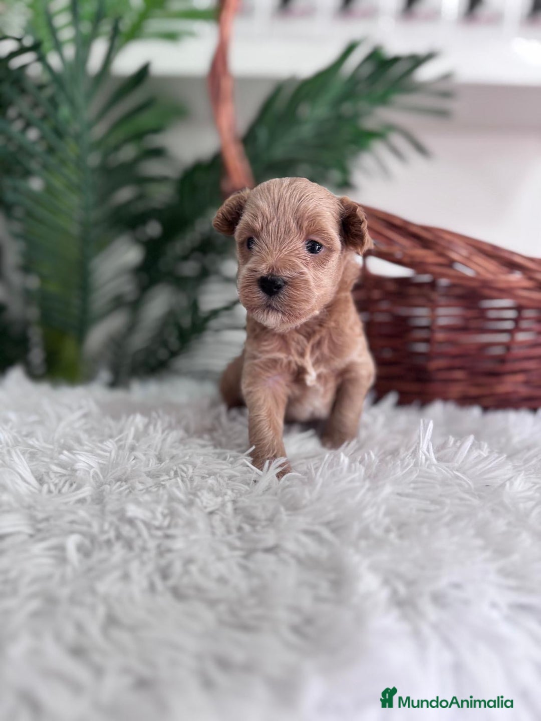 Maltipoo perros en venta: MALTIPOO - Imagen 14
