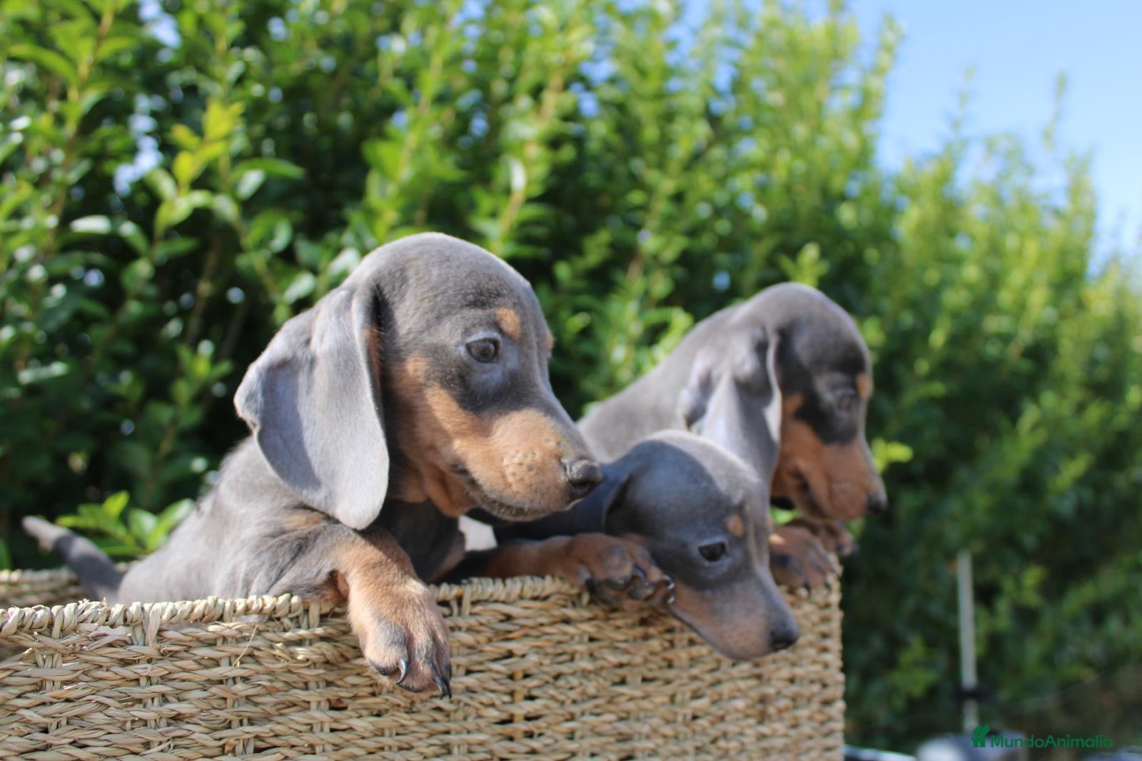 Teckel Miniatura perros CACHORRITOS TECKEL BLUE MINIATURA - Anuncio 1