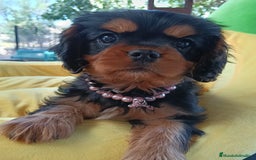 Cavalier King Charles Spaniel perros en venta: Preciosos cachorros Cavalier  - Imagen 1