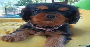 Cavalier King Charles Spaniel perros - Anuncio 5