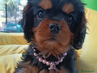 Cavalier King Charles Spaniel perros - Anuncio 29