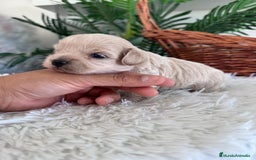 Maltipoo perros en venta: MALTIPOO MACHO - Imagen 19