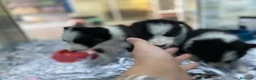 Border Collie perros en venta: Cachorros Border collie 350€ ¡PRECIO REAL! - Anuncio 2