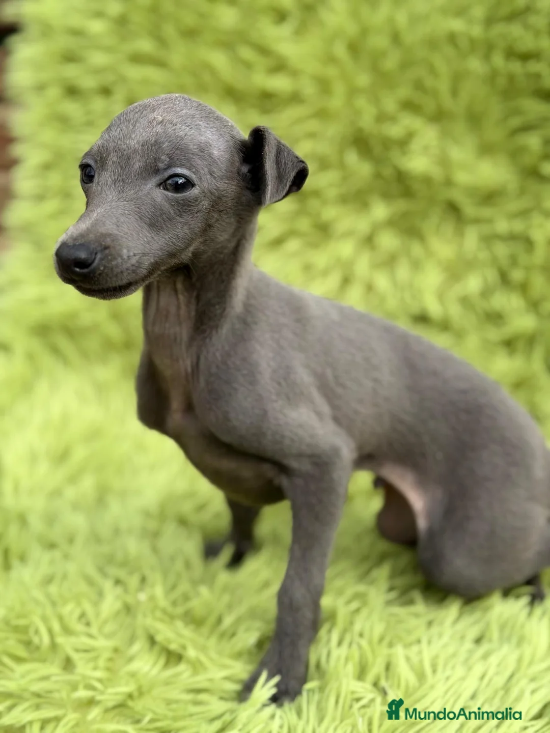 Pequeño Lebrel Italiano perros en venta: PEQUEÑO LEBREL PICOLO BLUE MACHO - Anuncio 5