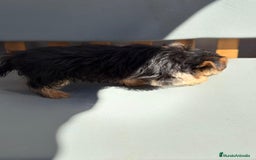 Yorkshire Terrier perros en venta: Yorkshire toy - Imagen 10