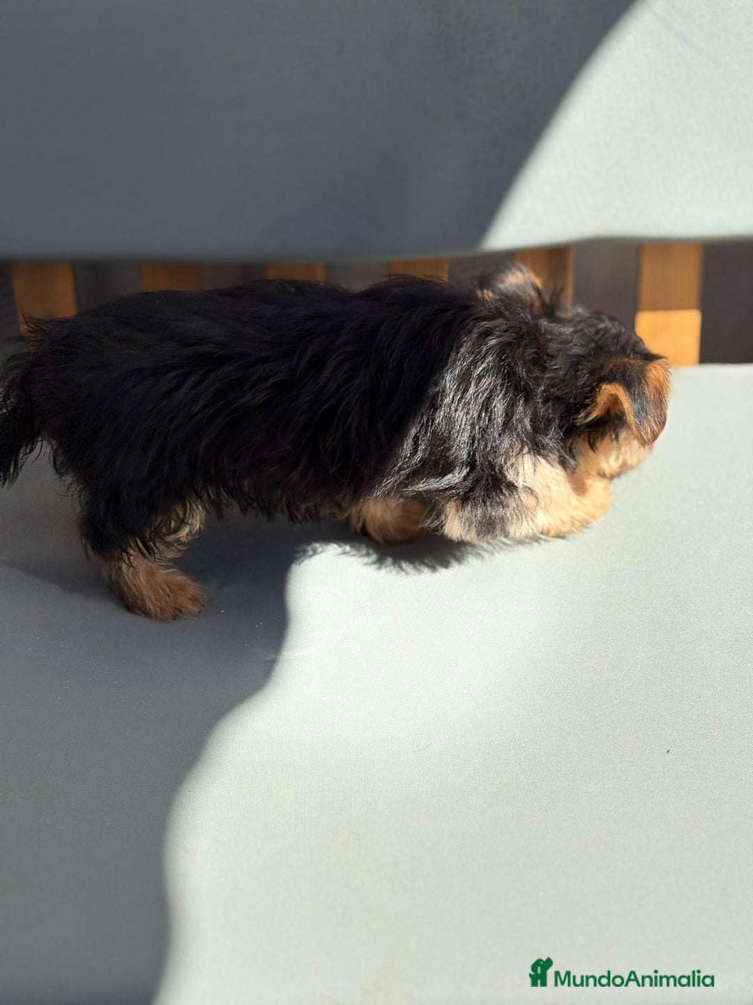 Yorkshire Terrier perros en venta: Yorkshire toy - Imagen 10