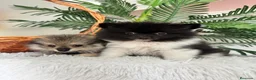 Pomerania perros en venta: POMERANIA  - Anuncio 19