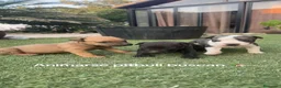 American Pit Bull Terrier perros en venta: Disponibles Pitbull XL - Anuncio 2
