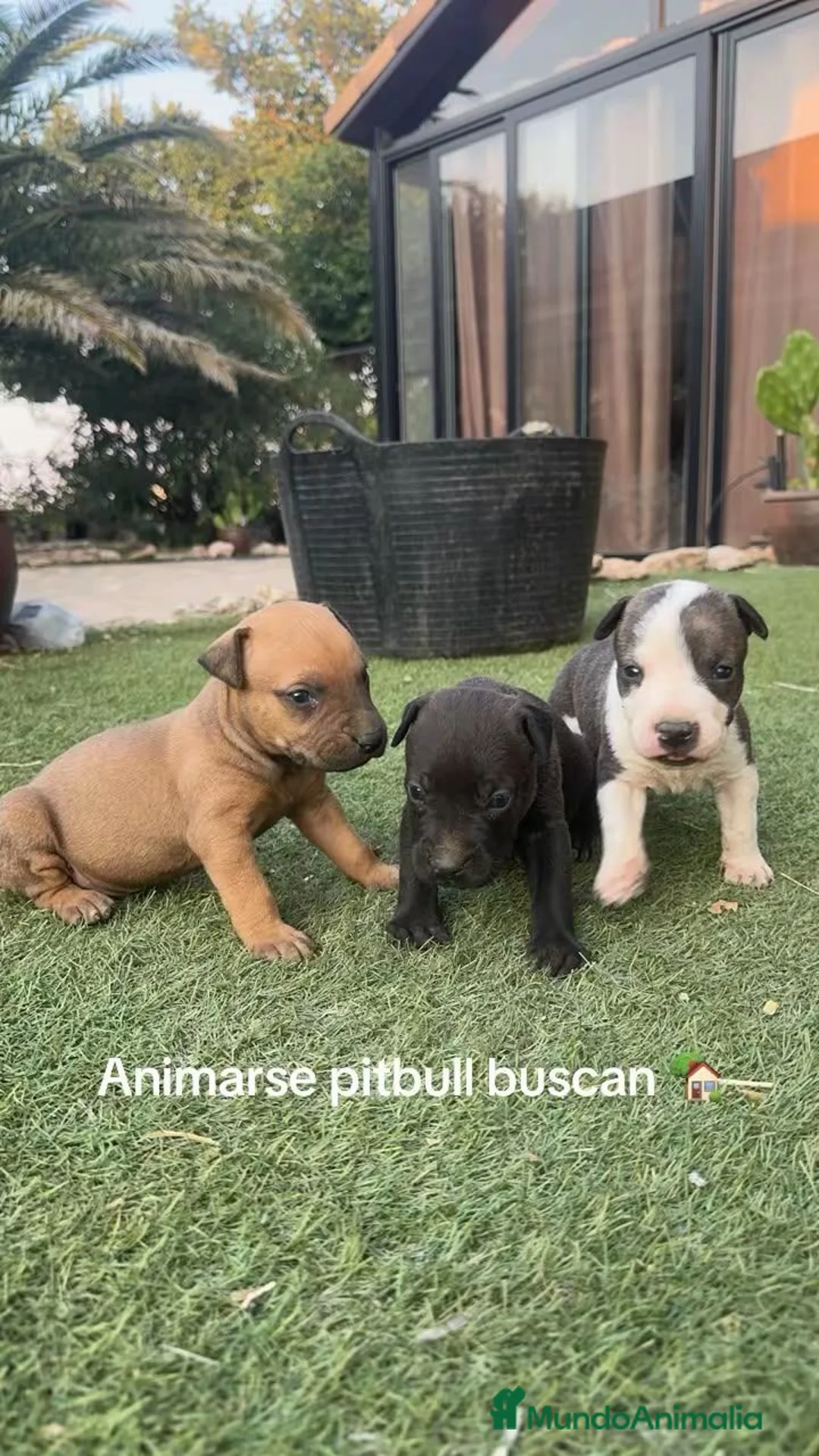 American Pit Bull Terrier perros en venta: Disponibles Pitbull XL - Anuncio 2