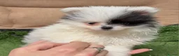 Pomerania perros en venta: POMERANIA - Anuncio 3