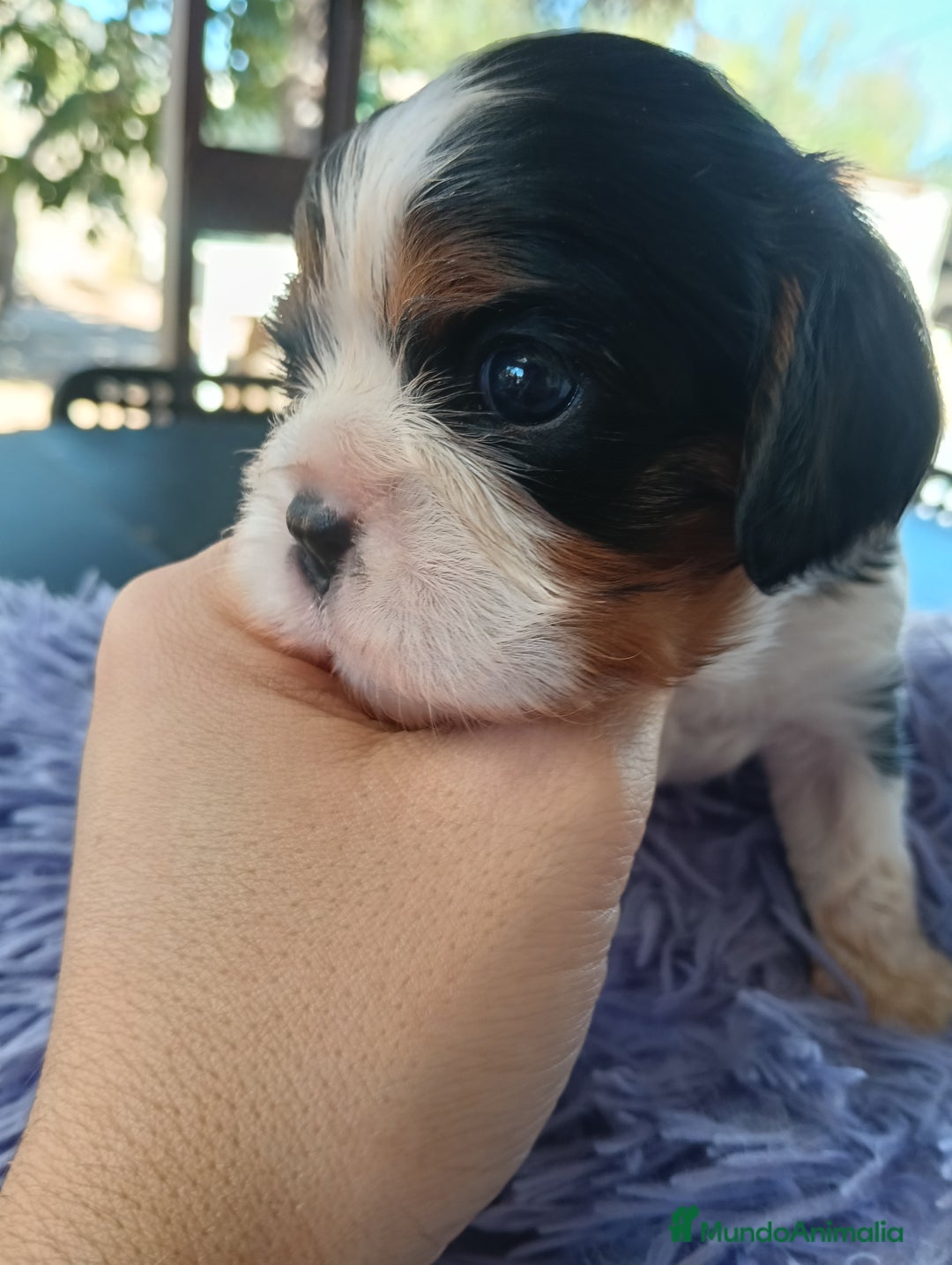 Cavalier King Charles Spaniel perros en venta: Cachorros Cavalier King Charles de alta calidad - Imagen 4