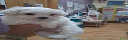 Bichón Maltés perros en venta: Bichoncitos Adorables - Anuncio 7