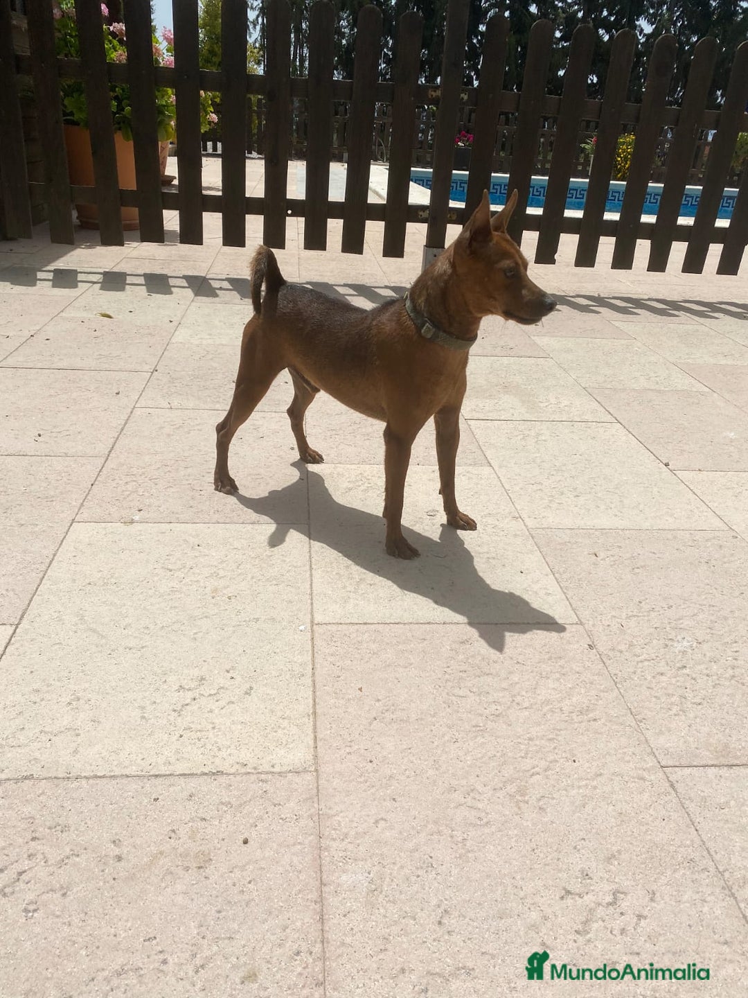 Pinscher Miniatura perros en venta: Mini pinscher  - Anuncio 3