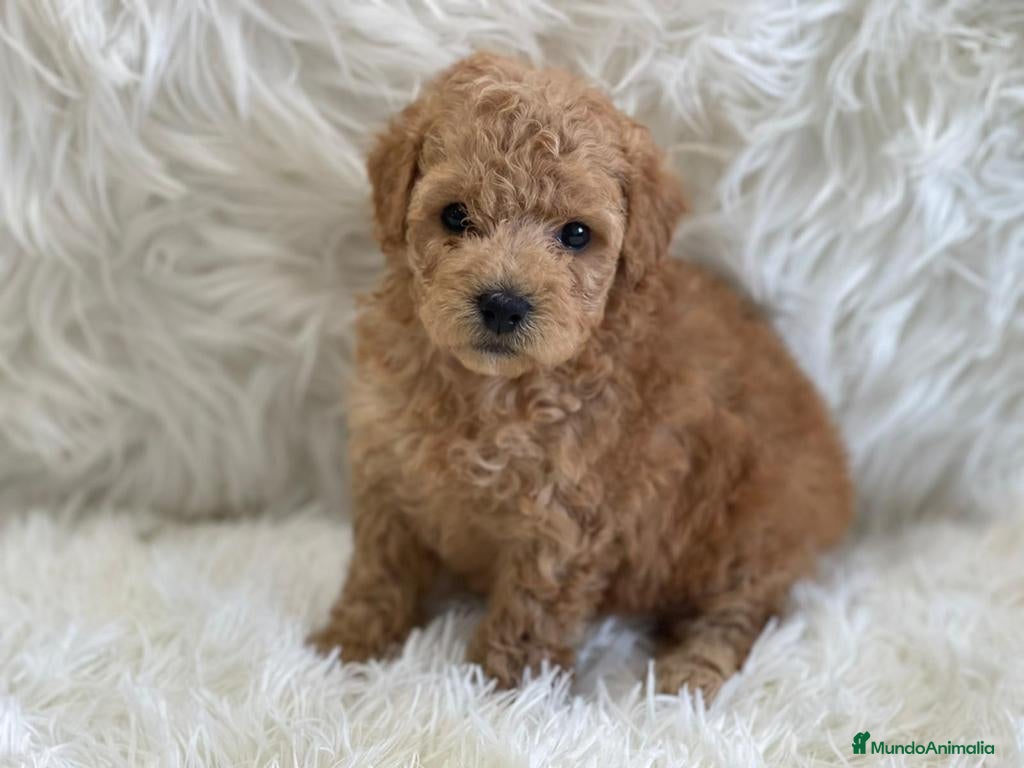 Maltipoo perros Maltipoo mini - Anuncio 1