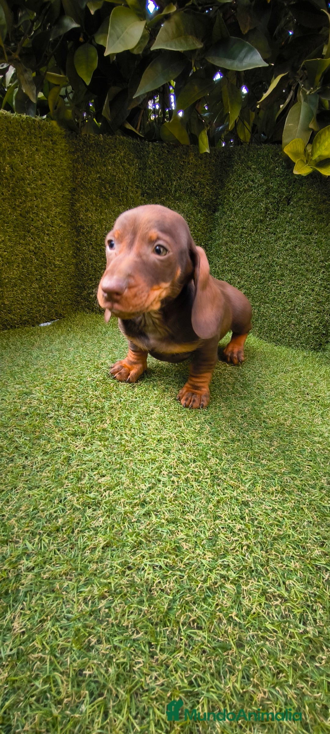 Teckel Miniatura perros en venta: camada de teckel miniatura varios colores  - Anuncio 14