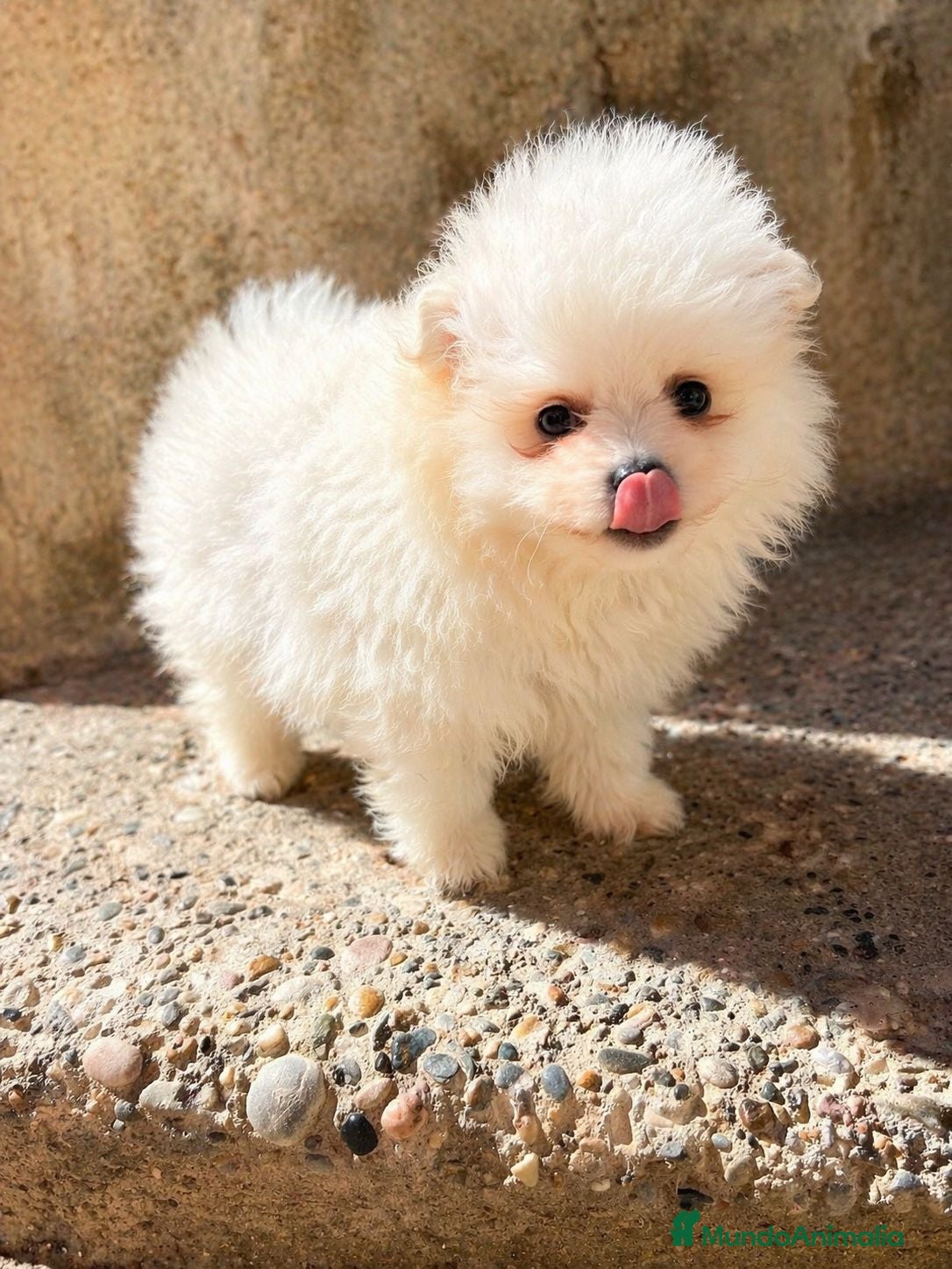 Pomerania perros POMERANIA HEMBRA TIPO OSITO – UNA MUÑEQUITA - Anuncio 1