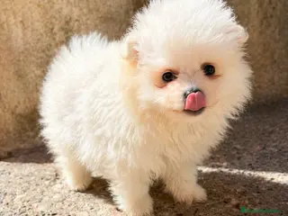 Pomerania perros POMERANIA HEMBRA TIPO OSITO – UNA MUÑEQUITA - Anuncio 1