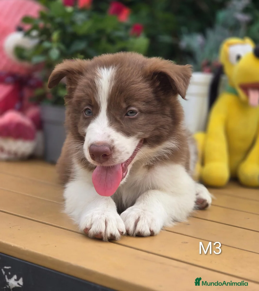 Border Collie perros en venta: Border collie chocolate. Machos. Fotos reales - Anuncio 2