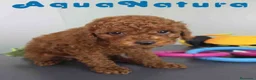 Caniche Toy perros en venta: Caniche Macho 1915 AQUANATURA - Anuncio 1