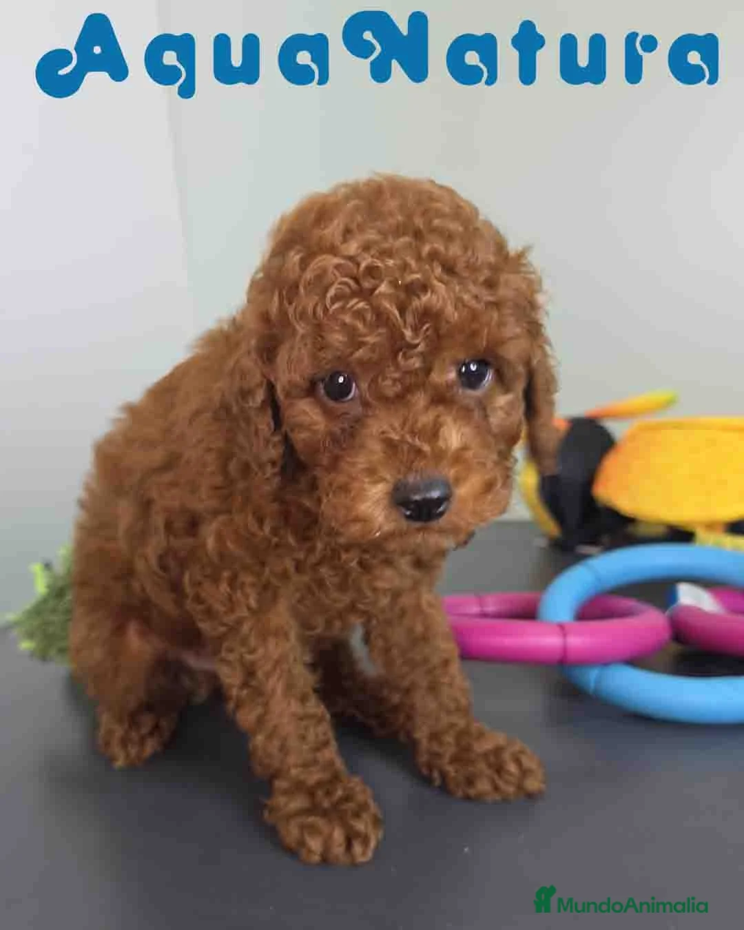 Caniche Toy perros en venta: Caniche Macho 1915 AQUANATURA - Anuncio 1
