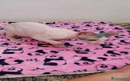 Sphynx gatos en venta: Machito  - Imagen 8